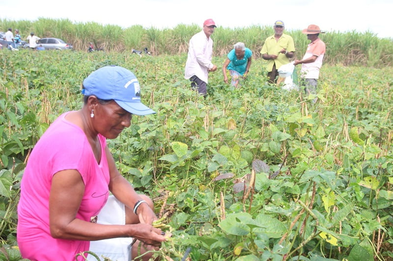 Sinais de ameaça à segurança alimentar em Angola, cidadãos da RDC compram os produtores nas fazendas