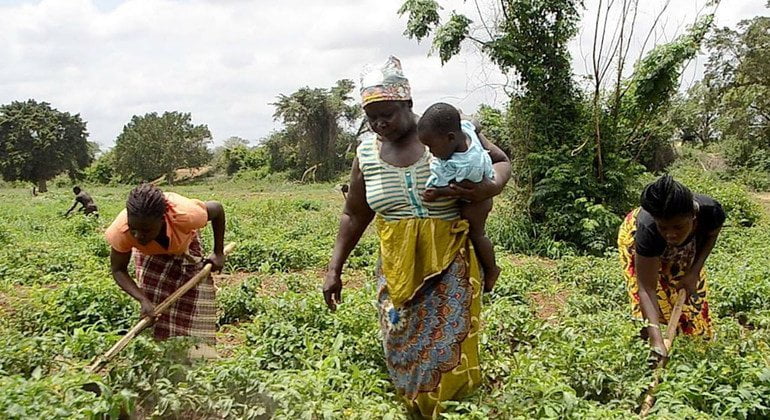 Mulheres da Guiné-Bissau continuam proíbidas de ter acesso à terra apesar de ser ilegal