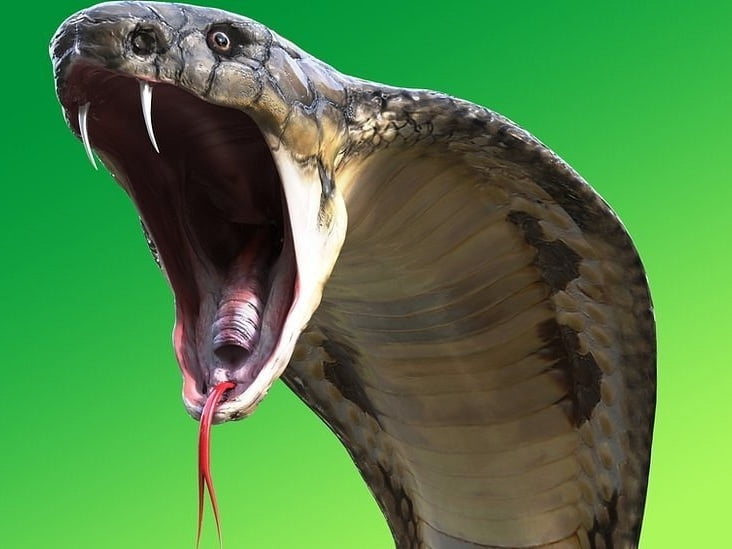 A única do mundo: Cientistas descobrem cobra que fala 