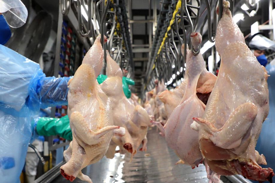 Fazenda “Filomena” passa a produzir 1,9 milhões de frangos por ano